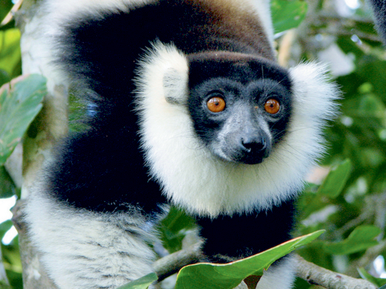 Foto Madagaskar